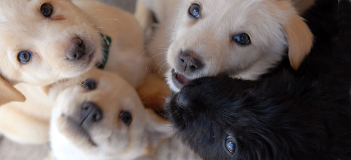 Puppy mills are no place for our best friends, so join Best Friends Animal Society to shut them down for good.