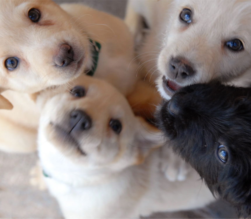 Puppy mills are no place for our best friends, so join Best Friends Animal Society to shut them down for good.