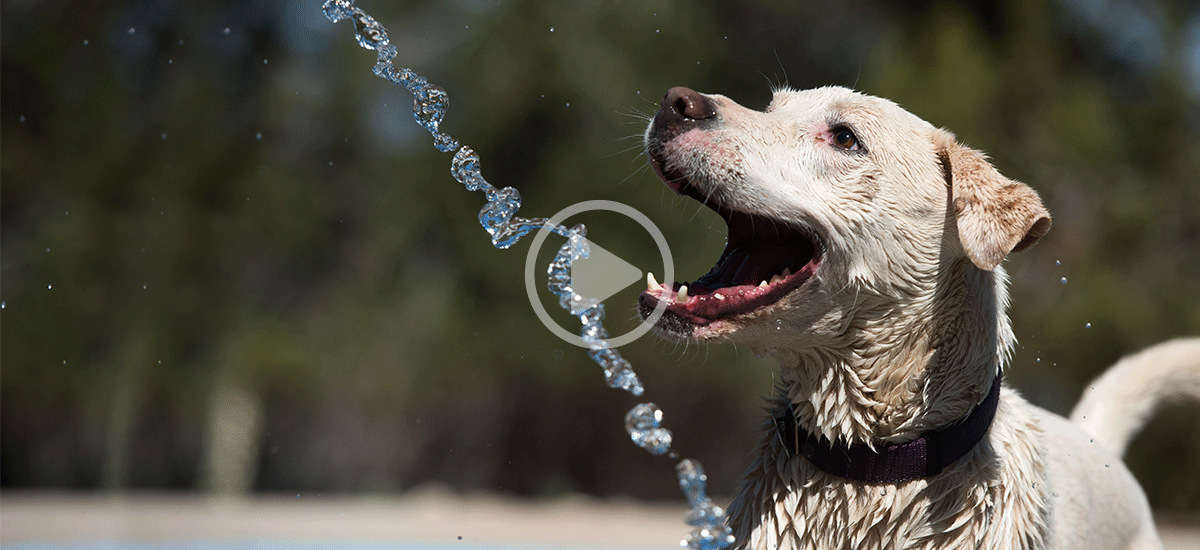 Video of Dogtown dogs at the Best Friends Sanctuary in Kanab, Utah