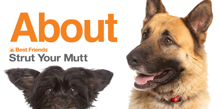 About Strut Your Mutt