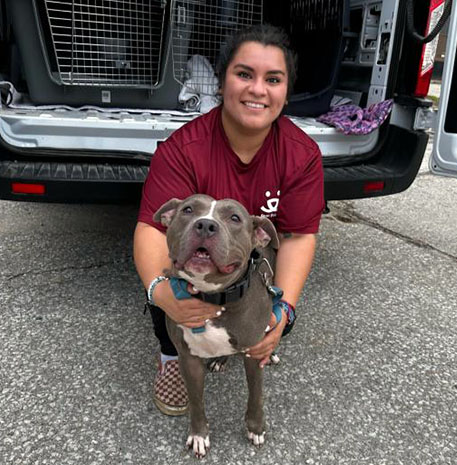 Gray and white dog with person