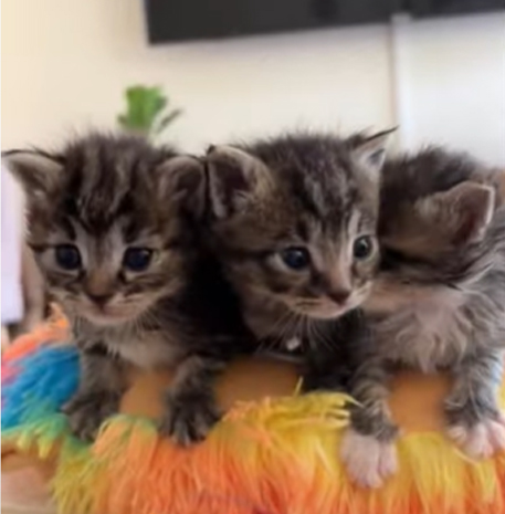 Cute foster kittens