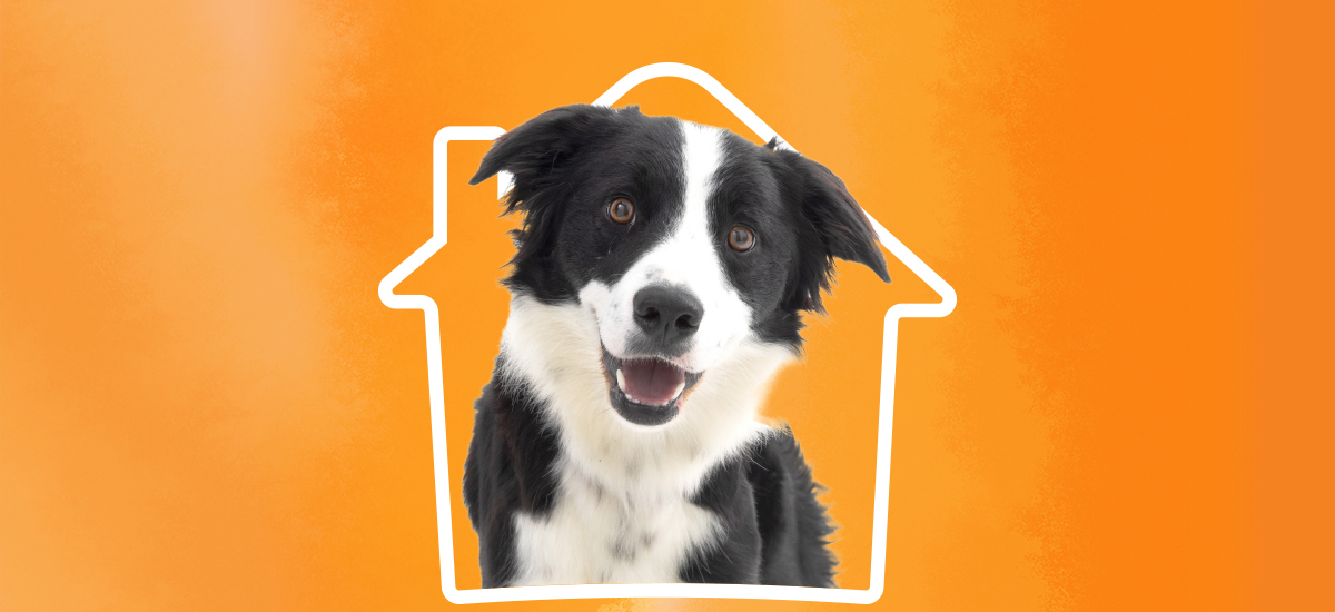 Border collie in a logo