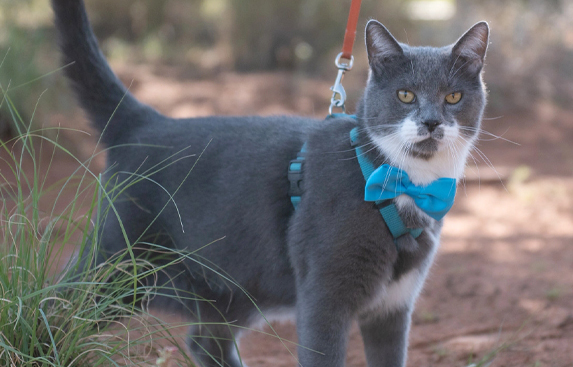 Dusk the gray cat available for adoption