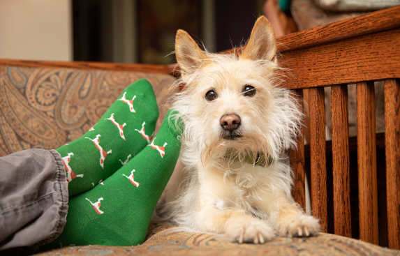 Dog laying next to socked feet