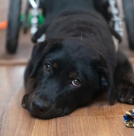 balck and brown dog named Baby James