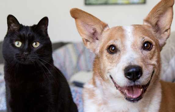 Smiling brown and white dog and black cat