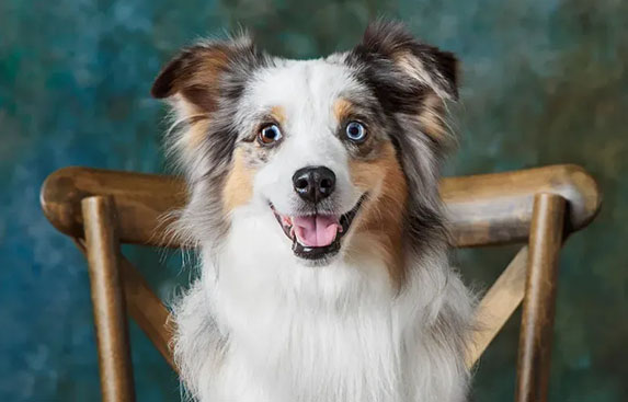 White, brown and white dog