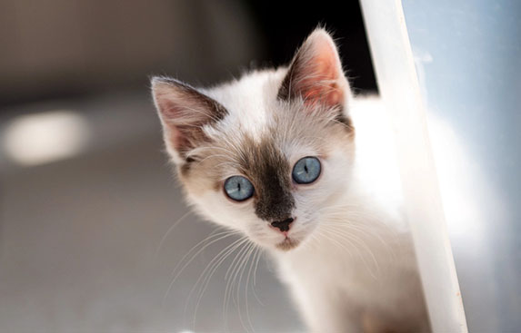 Evelyn the pretty white cat with blue eyes