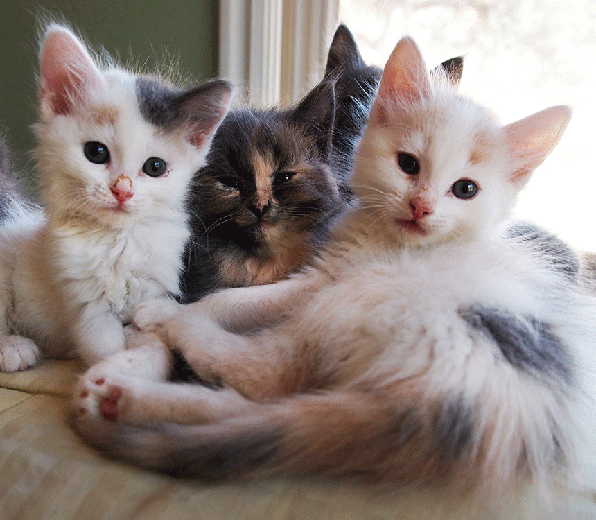 Best Friends