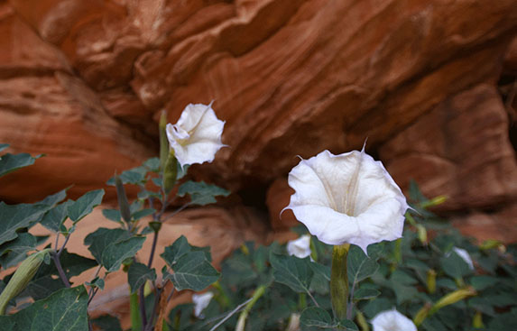 White flowers