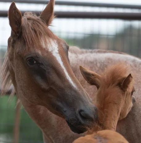 Brown horse with her baby