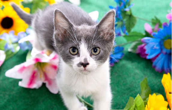 Kitten and flowers