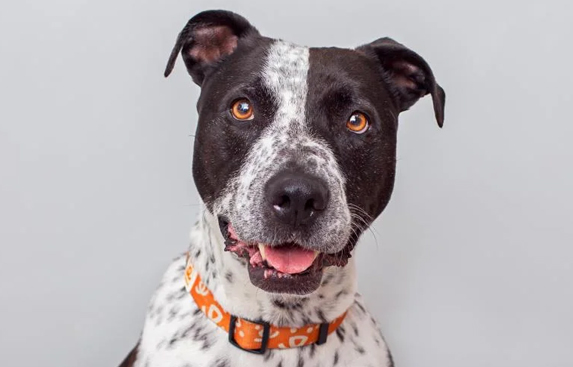 brown and white dog