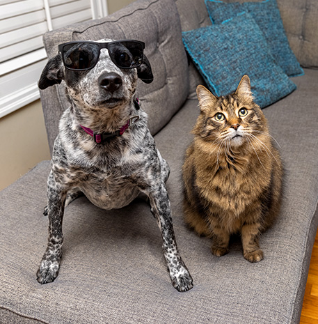 dog and cat