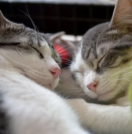 Two gray and white cats