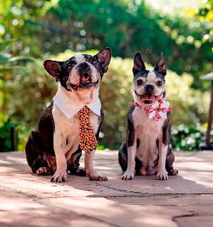 2018 los angeles strut your mutt karen engman best friends animal