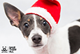 Holiday Catalog 2017 - Santa hat dog