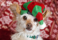 Holiday Catalog 2017 - Elf hat dog