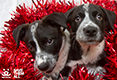 Holiday Catalog 2017 - Wreath puppies