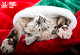 Holiday Catalog 2017 - Stocking kitten