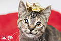 Holiday Catalog 2018 - Bow kitten
