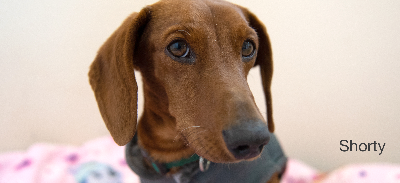 Meet Shorty. You'd never know today that this friendly and forgiving dachshund had braved life-threatening injuries. Hurt by a much larger dog, Shorty was left fighting for survival. The fragile pup was rushed to the local vet, but there was no easy treatment to be offered. He would need major surgery in order to pull through.  The vet reached out to Best Friends, and Shorty was soon on his way to the clinic at the Sanctuary. He was taken right away to surgery where work began to repair the damage to his body. Shortyâ'TMs first few days were rocky, and he needed lots of pain medication to stay comfortable. But after that initial rough patch, he began recovering beautifully.  Today, you can help ensure a bright future to pups like Shorty â'" and celebrate your own milestones â'" when you create a personal BFFundraiser. Sound intriguing? Read more about BFFundraisers and discover how easy it is to make a difference.