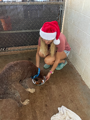 Serving MHS shelter dogs Christmas dinner - 2022