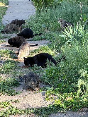 Females & males 6 of them were kicked out side after kids moved their mom out of the house. They took the 3 dogs and just kicked the cats out. Please help if you can. At least 4 are pregnant.